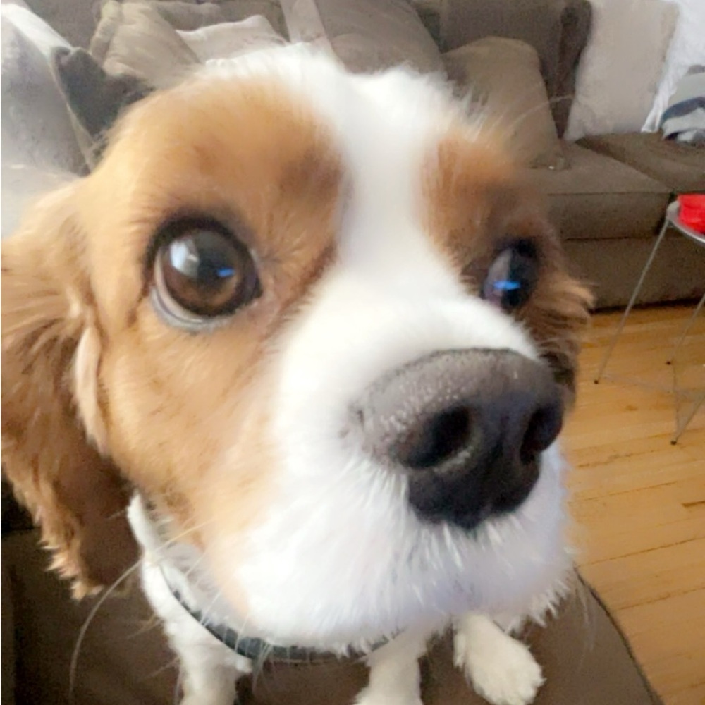 Meet your Posher, Lisa